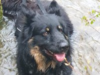 Okami  Bes.: Sändy Rechsteiner